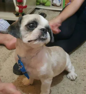 Cachorro raça Shih Tzu idade 1 ano nome Junior