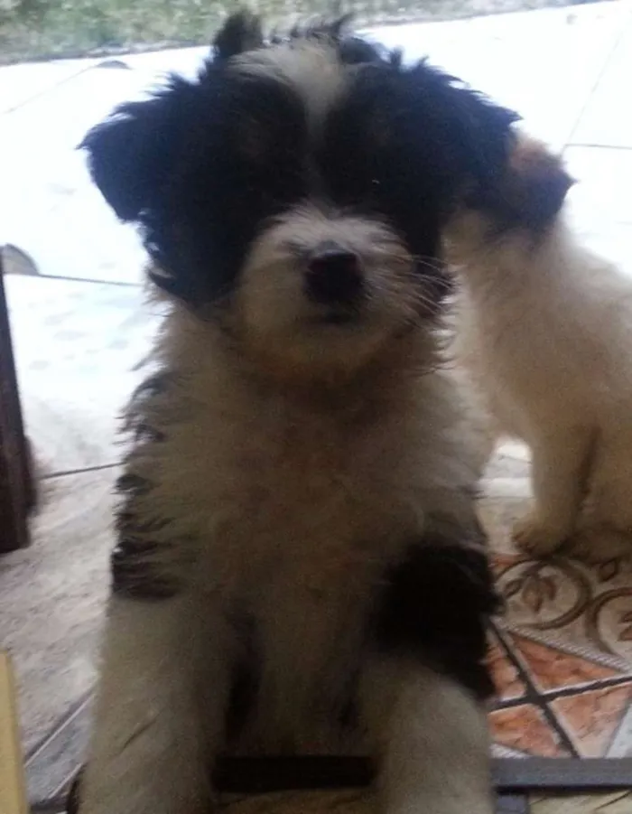 Cachorro ra a idade 2 a 6 meses nome nao tem