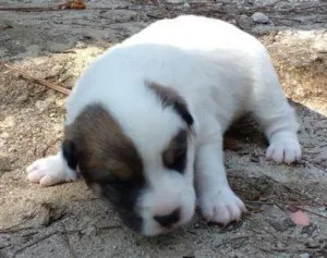 Cachorro raça SRD idade Abaixo de 2 meses nome Sasha