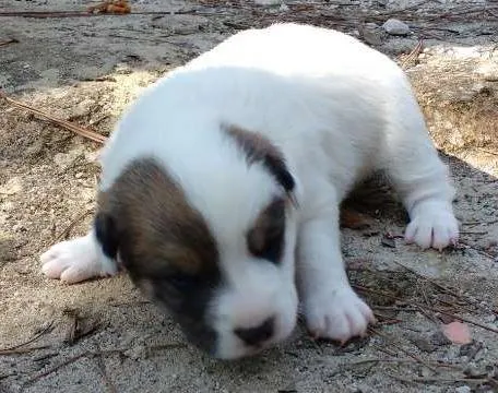Cachorro ra a SRD idade Abaixo de 2 meses nome Sasha