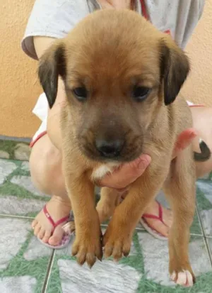 Cachorro raça nao tem idade Abaixo de 2 meses nome rex
