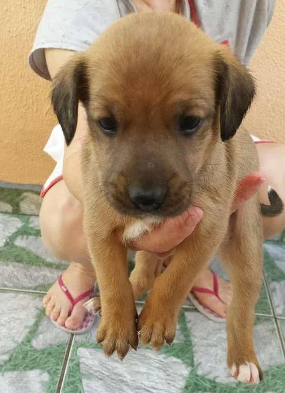 Cachorro ra a nao tem idade Abaixo de 2 meses nome rex