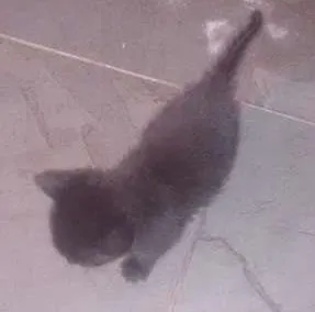 Gato raça Mestiço idade Abaixo de 2 meses nome Mika