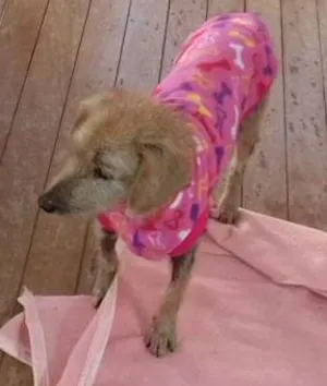 Cachorro raça SRD idade 6 ou mais anos nome Happy