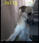 Cachorro raça SRD idade 2 anos nome jully