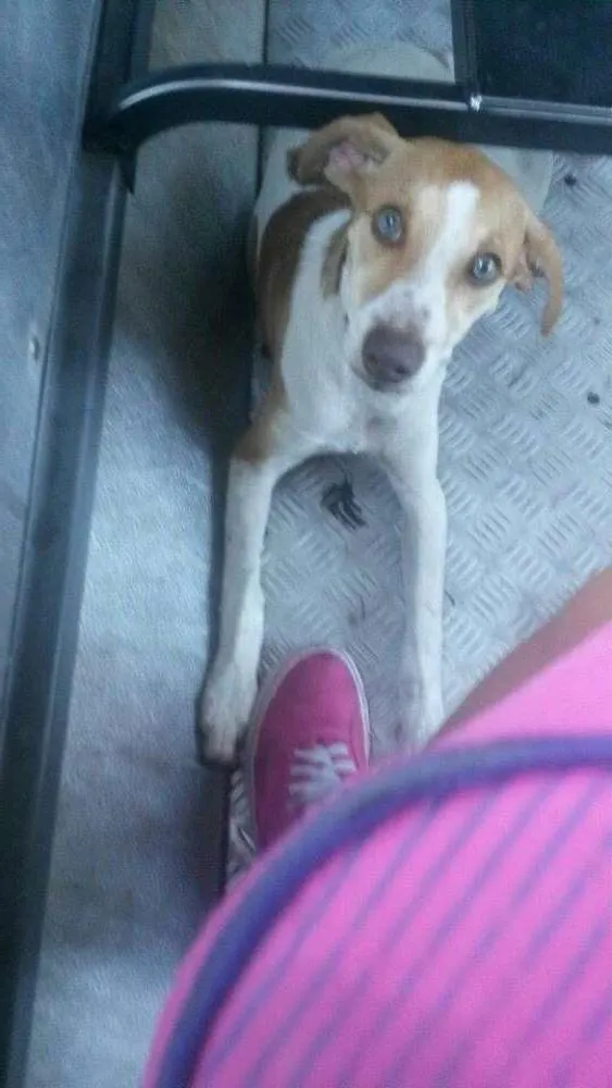 Cachorro raça  idade 1 ano nome nina