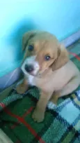 Mel,Pitty e Bolinha