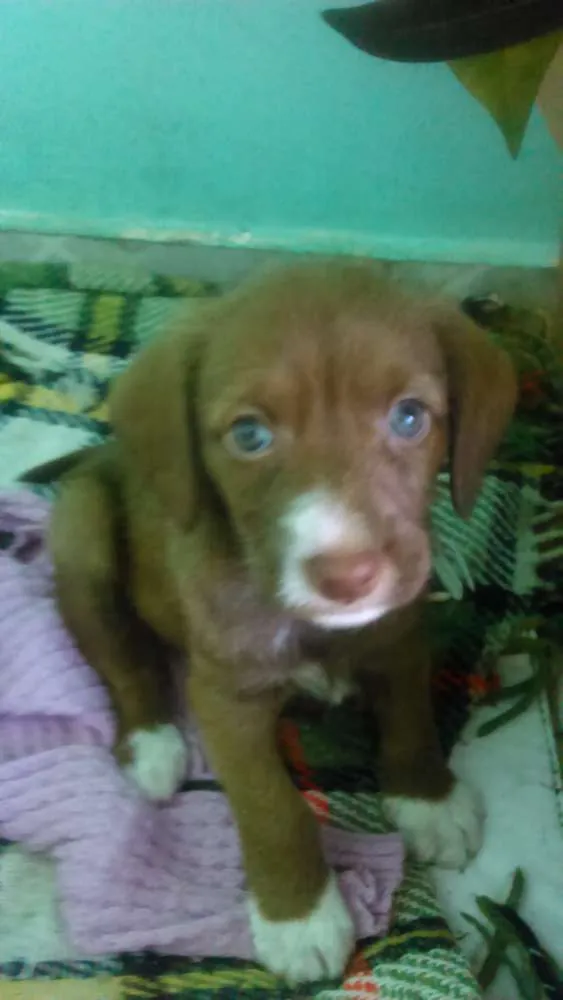 Cachorro ra a Vira lata idade Abaixo de 2 meses nome Mel,Pitty e Bolinha