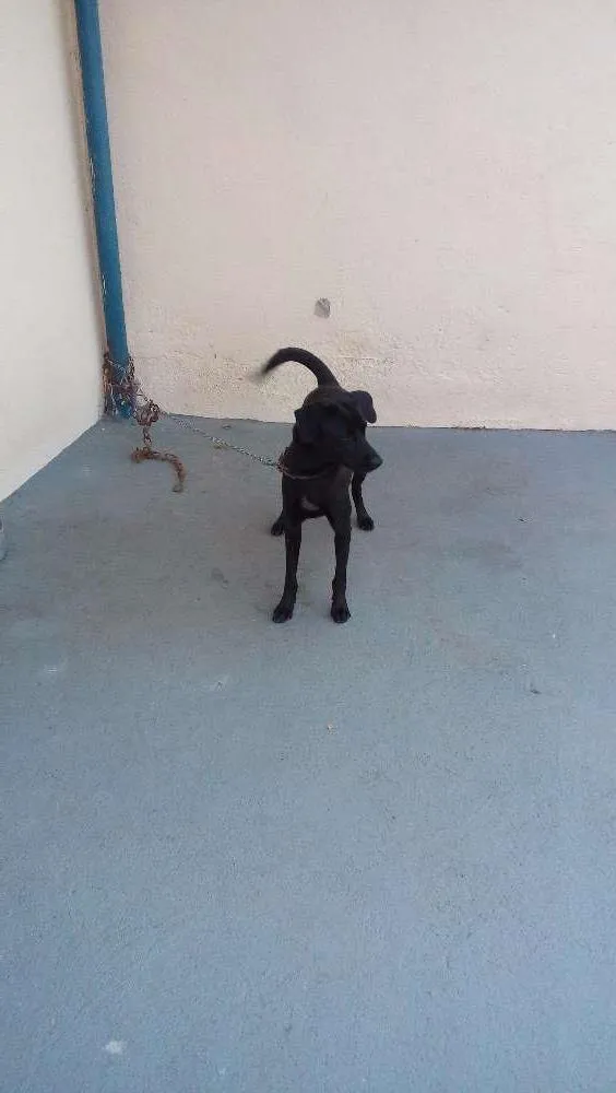 Cachorro raça  idade 1 ano nome Lisa