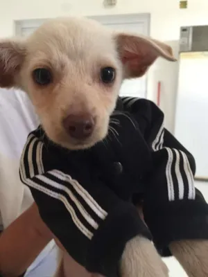 Cachorro raça srd idade 2 a 6 meses nome Amendoim 