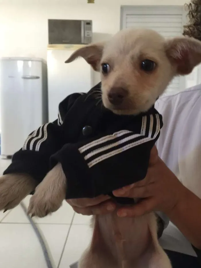 Cachorro ra a srd idade 2 a 6 meses nome Amendoim 