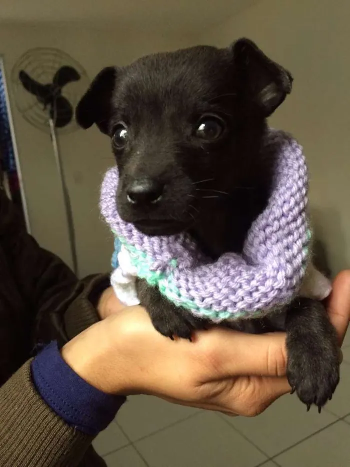 Cachorro ra a srd idade 2 a 6 meses nome Tutu