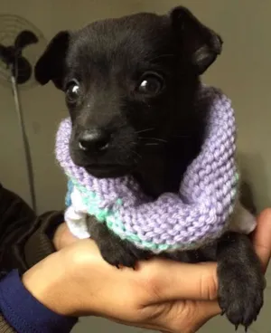 Cachorro raça srd idade 2 a 6 meses nome Tutu