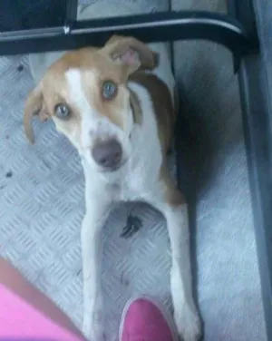 Cachorro raça  idade 1 ano nome nina