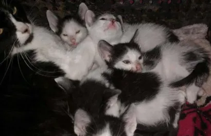 Gato raça carinhosa idade 2 a 6 meses nome capitao e quit