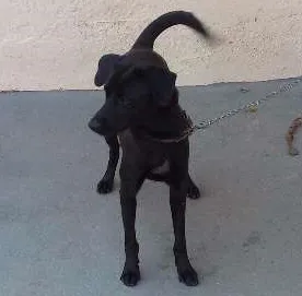 Cachorro raça  idade 1 ano nome Lisa