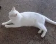 Zulu