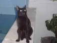 Zulu