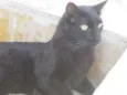 Zulu