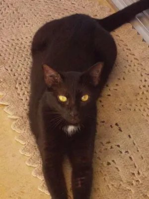 Gato raça pelo curto brasileiro idade 6 ou mais anos nome Zulu