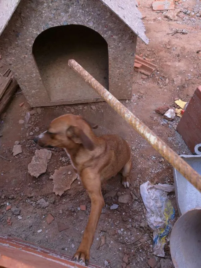 Cachorro ra a Boxer com pitbull idade 1 ano nome Thor e Pandora 