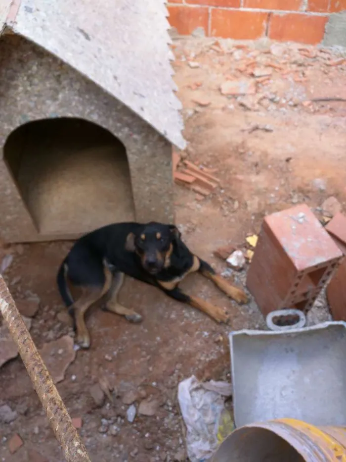 Cachorro ra a Boxer com pitbull idade 1 ano nome Thor e Pandora 
