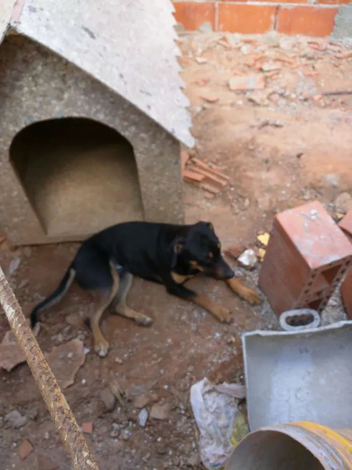 Cachorro ra a Boxer com pitbull idade 1 ano nome Thor e Pandora 