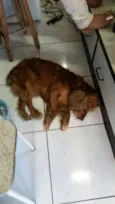 Caramelo