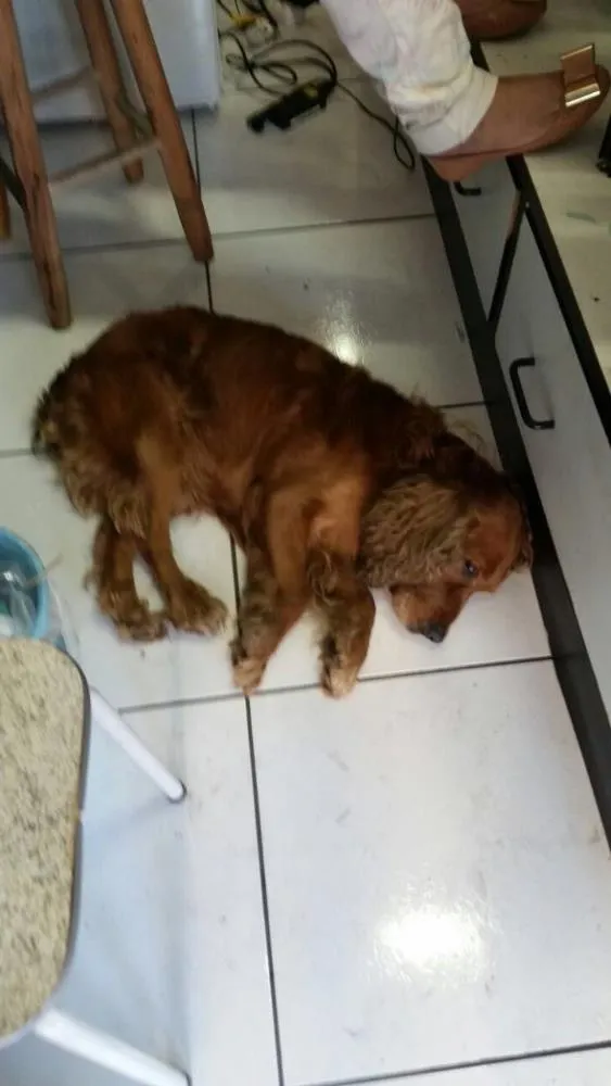 Cachorro ra a Cocker idade 2 anos nome Caramelo