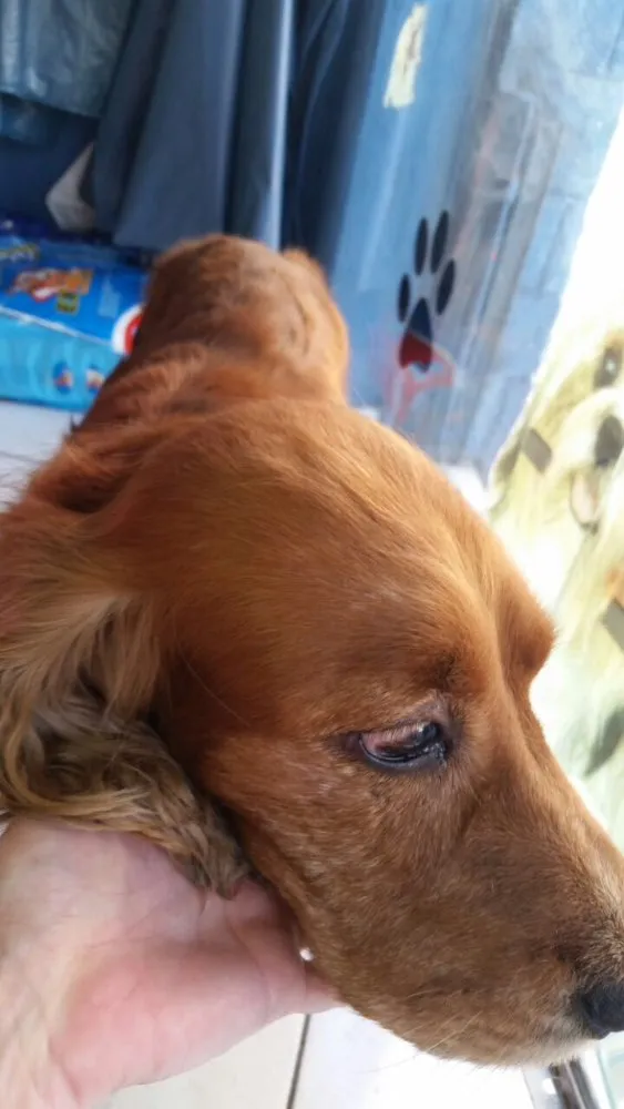 Cachorro ra a Cocker idade 2 anos nome Caramelo