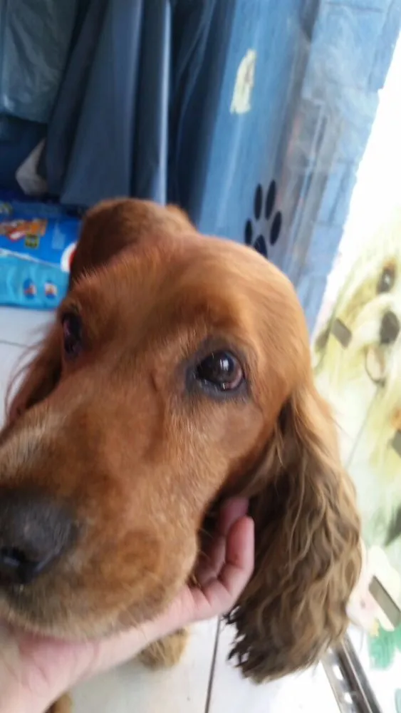 Cachorro ra a Cocker idade 2 anos nome Caramelo