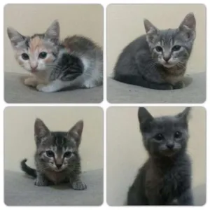 Gato raça Desconhecida idade 2 a 6 meses nome Gatinhas sem nomes