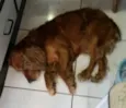 Caramelo