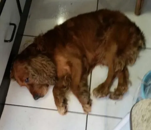 Cachorro ra a Cocker idade 2 anos nome Caramelo