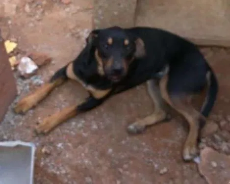 Cachorro ra a Boxer com pitbull idade 1 ano nome Thor e Pandora 