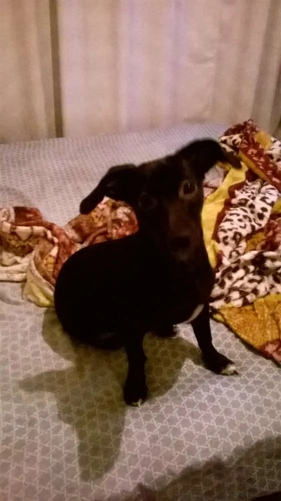 Cachorro ra a vira-lata  idade Abaixo de 2 meses nome perola