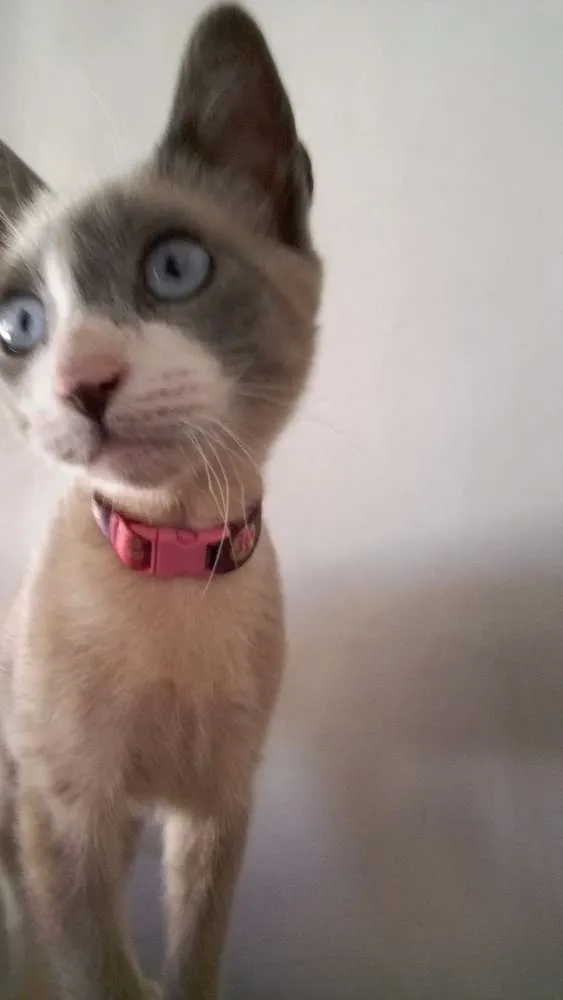 Gato raça Cianes idade 2 a 6 meses nome Mel