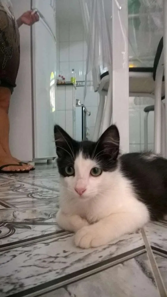 Gato ra a SRD idade 2 anos nome frajolinha