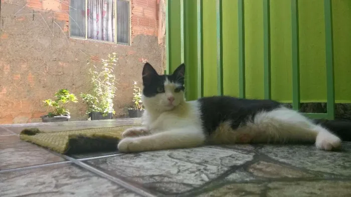 Gato ra a SRD idade 2 anos nome frajolinha