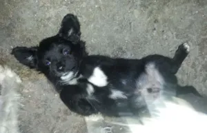 Cachorro raça Shitzu mestiço idade 2 a 6 meses nome nao tem nome