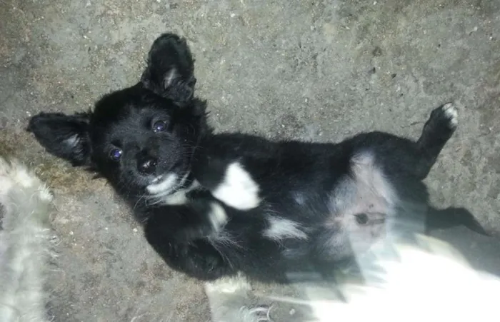 Cachorro ra a Shitzu mestiço idade 2 a 6 meses nome nao tem nome