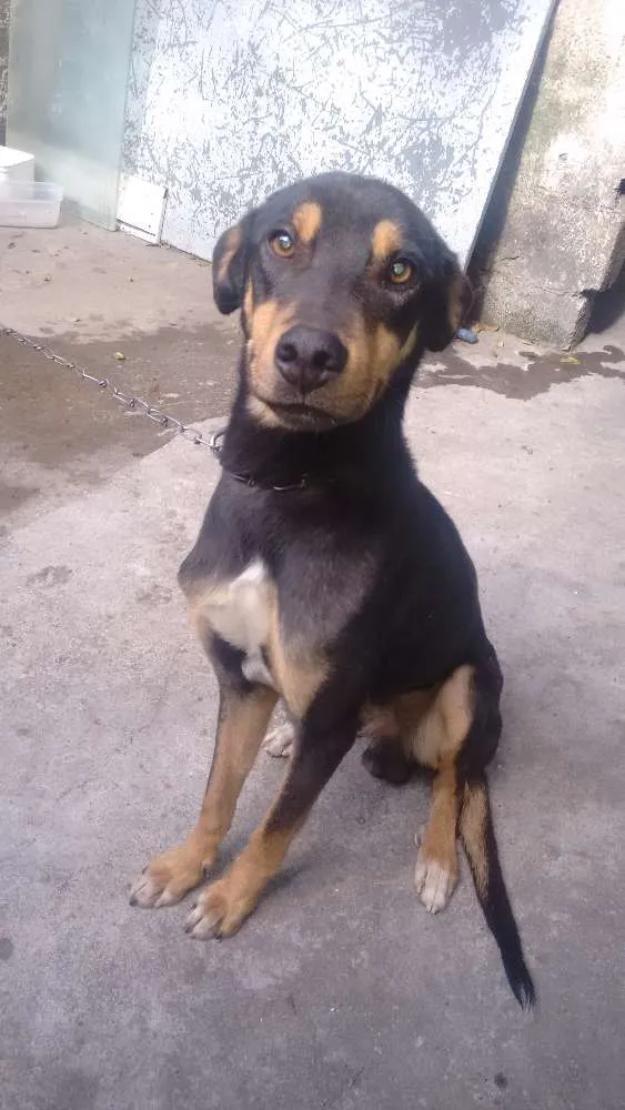 Cachorro ra a Vira lata idade 1 ano nome Nick