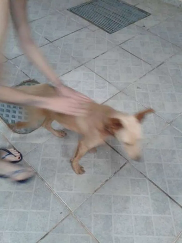 Cachorro ra a SRD idade 1 ano nome Júpiter Inácio