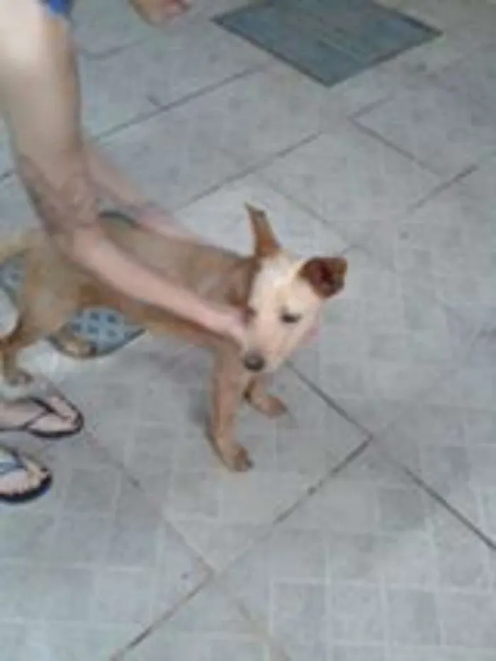 Cachorro ra a SRD idade 1 ano nome Júpiter Inácio