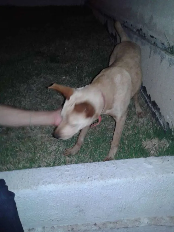 Cachorro ra a SRD idade 1 ano nome Júpiter Inácio