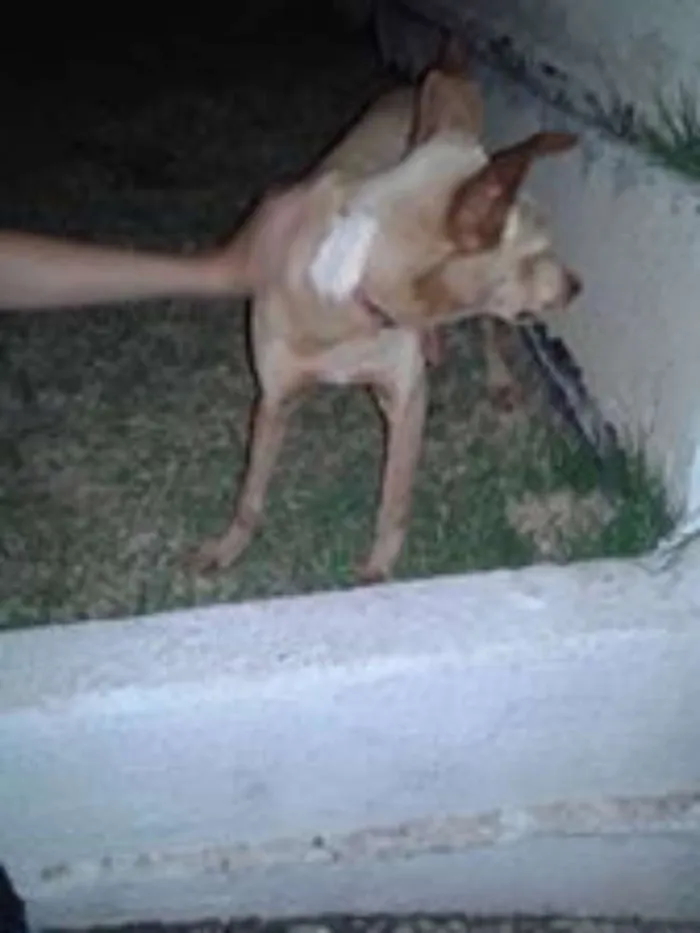 Cachorro ra a SRD idade 1 ano nome Júpiter Inácio