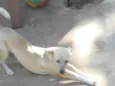 Pittinho