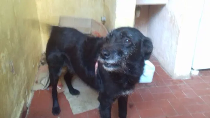 Cachorro ra a viralata idade 6 ou mais anos nome nega