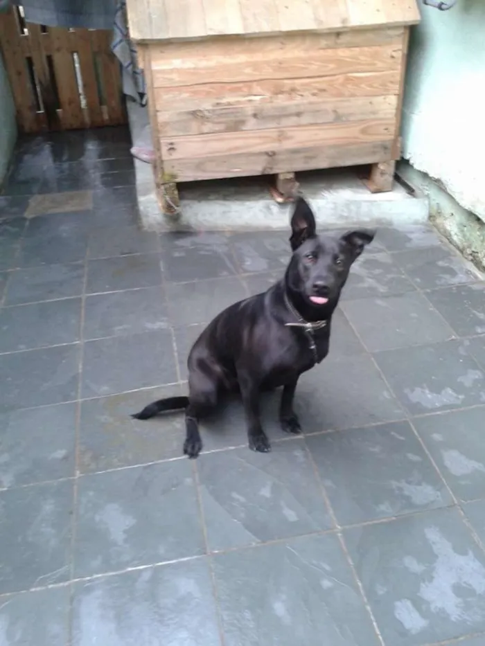 Cachorro ra a Labrador idade 7 a 11 meses nome kim
