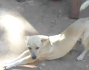 Cachorro raça Pinscher idade 2 anos nome Pittinho